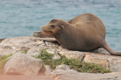 Two varieties of Sea Lions