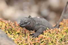 Sea Iguana