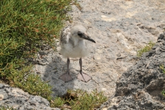 Baby Booby