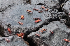 Sally LIghtfoot crabs