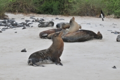 Sea lions greet us on arrival