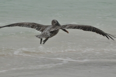 Pelican in flight