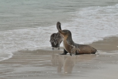 Sea lion and Pelican