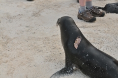 Sea lion attacked by a preditor