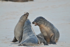 Sea lions play with a branch like children