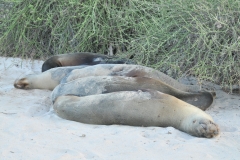 With full stomachs resting after a hard day at sea