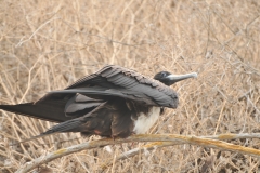 Female Frigate Bird