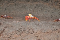 Sally Lightfoot crabs on the march