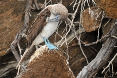 Blue-footed Booby bird