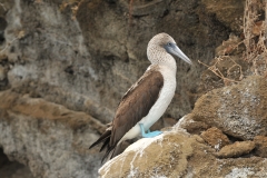 Distinctive blue feet