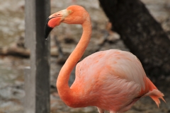 Flamingos feed on little shrimp, a basis of its diet