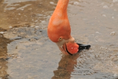 Sucking up the mud