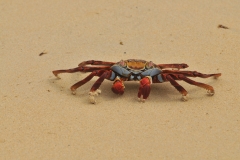 Close up of the magic colors on the Sally Lightfoot crab