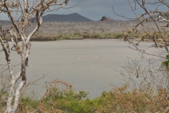 Lagoon with Flamingos visited previously