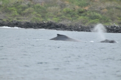 Whales spotted