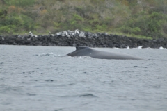 Humpback whales spotted close by