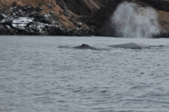 Mother and calf Humpback whales