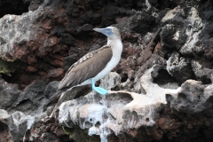 Blue-footed Booby