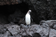 Galapagos Penguin