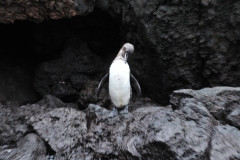 Galapagos Penguin