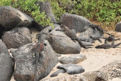 Marine Iguanas