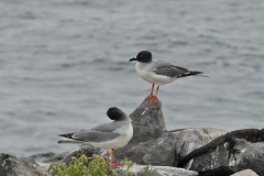 Swallow-Tailed Gull