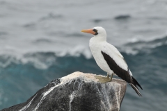 Red-Billed Tropicbird