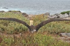 Albatross taking off