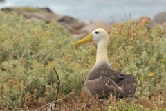 Albatross