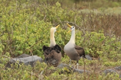 Mating season for the Albatross