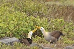 Mating ritual Albatross