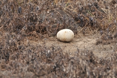 Abandoned Albatross egg