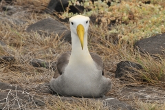 Nests once a year on Espanola