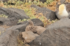 Baby chick Albatross