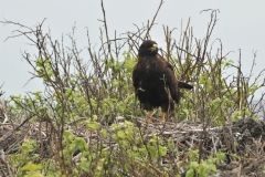 Gavilan Hawk