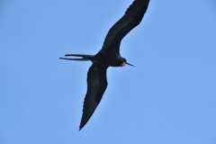 Frigatebird in flight