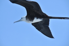 Underneath a Frigatebird in flight