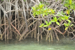 Mangroves