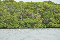 Blue -footed booby divinig for food