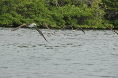 Check their wing spans