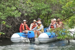 Looking for sea turtles in the mangroves