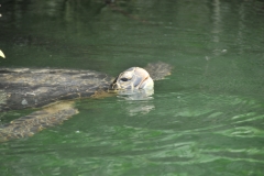 Head out of the water