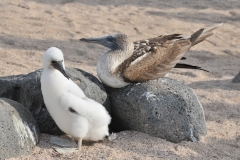 North Seymour Island