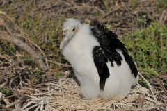 Frigatebird chick