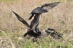 Frigatebird fighting over a fish caught by another Frigatebird