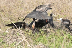 Red fish in the mouth of the male Frigaebird