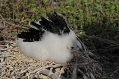 Frigatebird chick