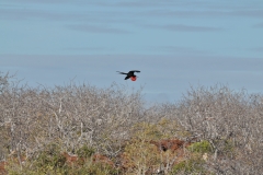 Male Frigatebird in flight looking for female