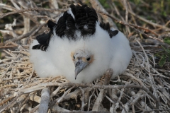 Frigatebird chicks left alone