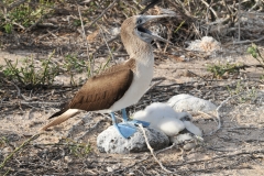 Blue -footed booby and chicks